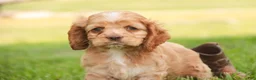 Cocker Spaniel dogs for sale:  Anna Cocker Spaniel  - Ad 4