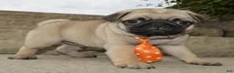 Pug dogs for sale: Porter - Ad 4