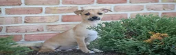 Chihuahua dogs for sale: Aiden - Ad 4