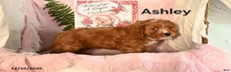 Cavapoo dogs for sale: Ashley - Ad 3
