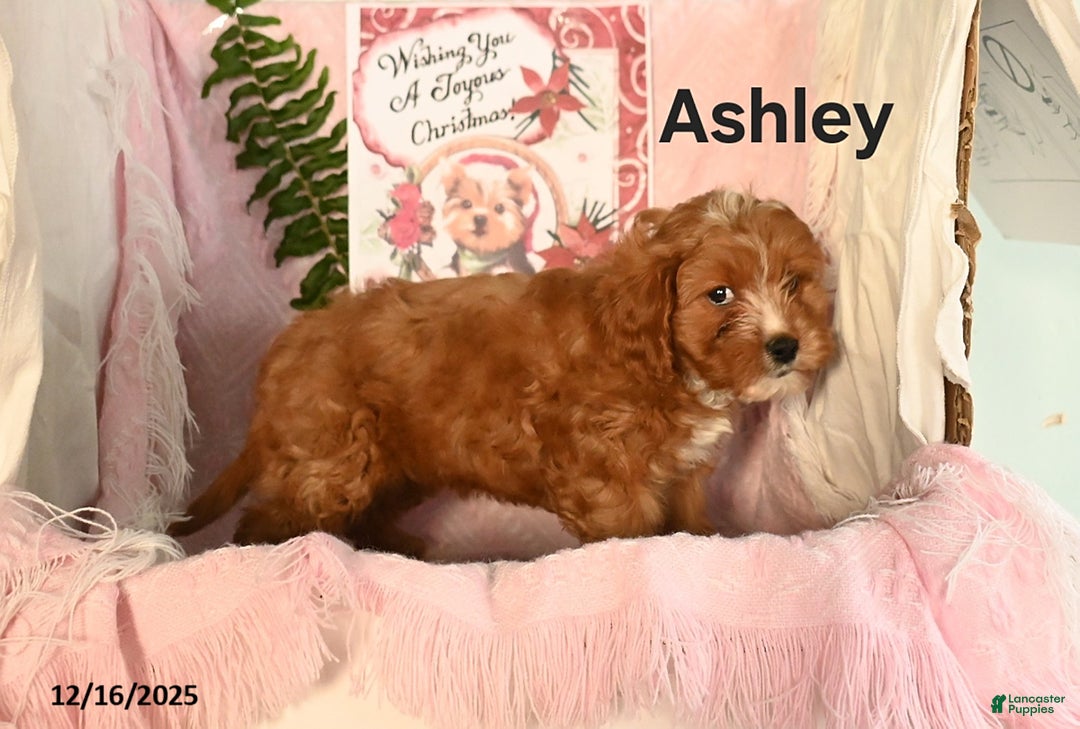 Cavapoo dogs for sale: Ashley - Ad 3