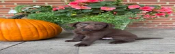 Labrador Retriever dogs for sale: Murphy  - Ad 1