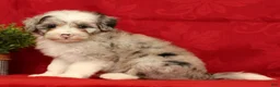 Mini Sheepadoodle dogs for sale: Diesel - Ad 2