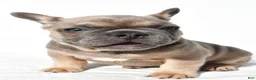 French Bulldog dogs for sale: Zane - Ad 8