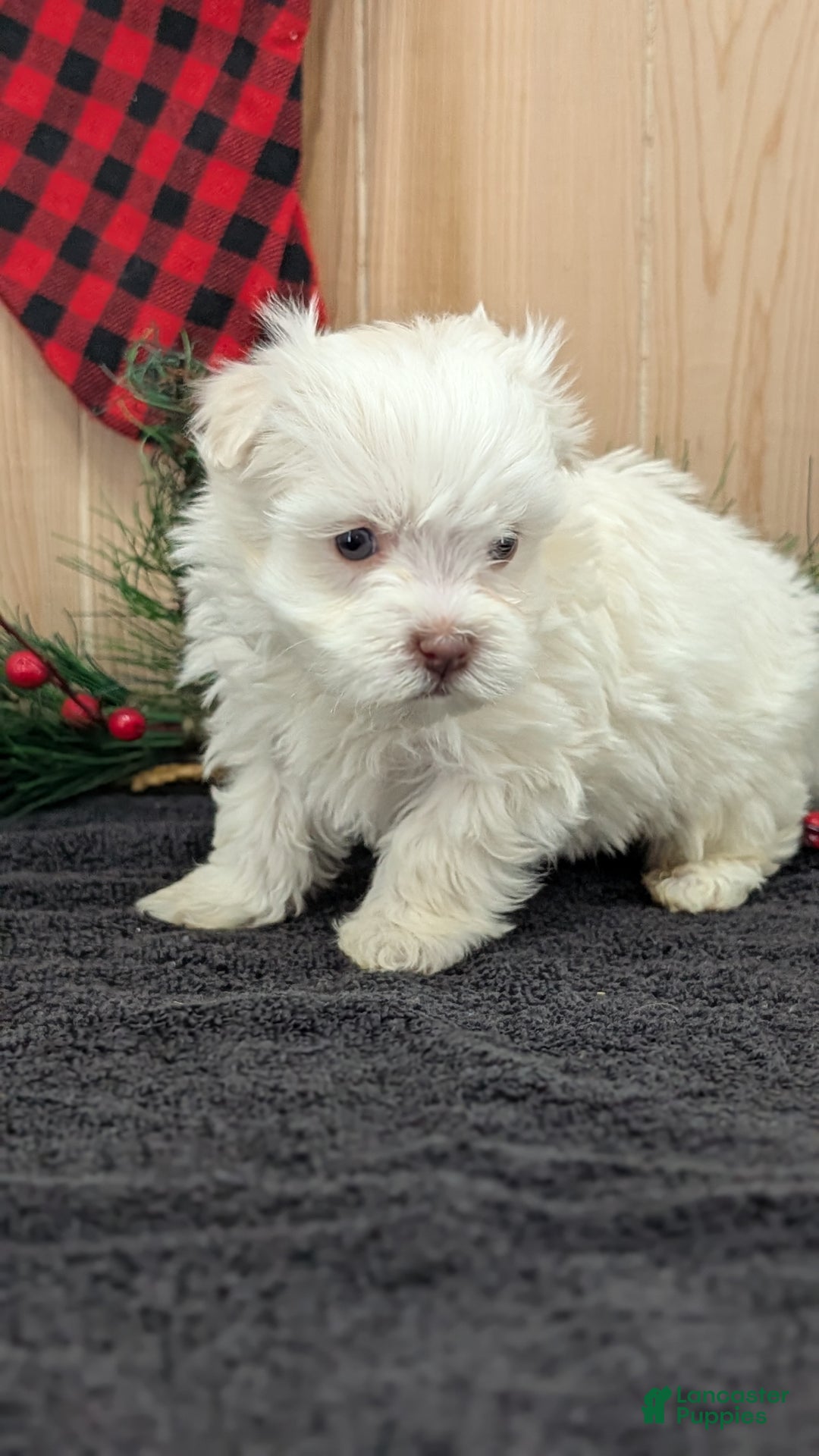 Havanese dogs for sale: Zeus - Ad 3