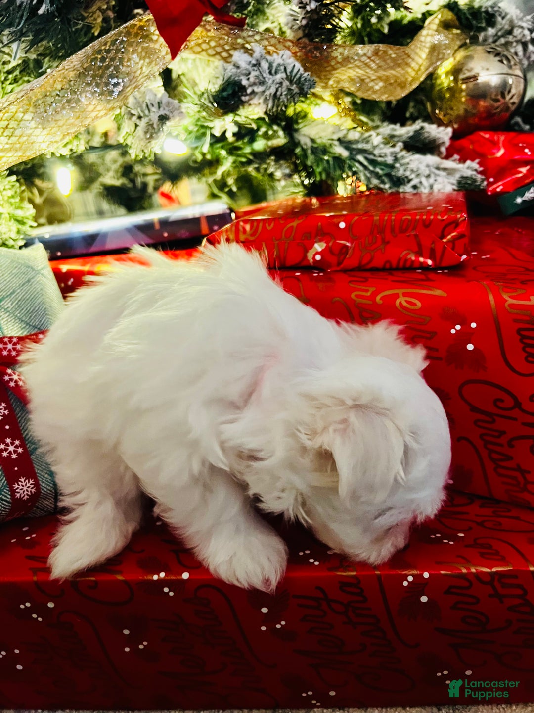 Maltese dogs for sale: Peppermint - Ad 6