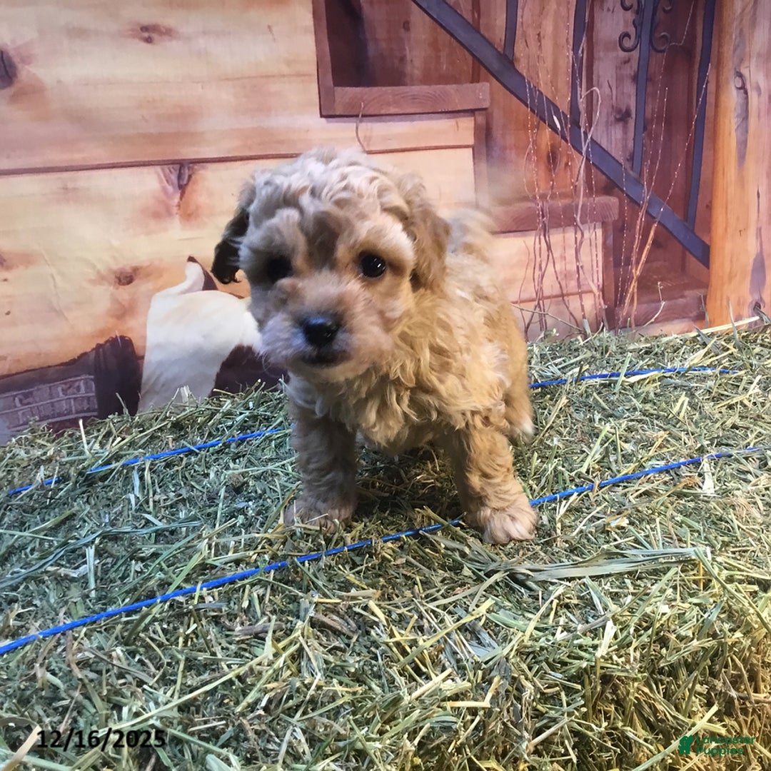 Bichpoo dogs for sale: Bonnie - Ad 1