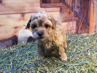 Bichpoo dogs Bonnie - Ad 2