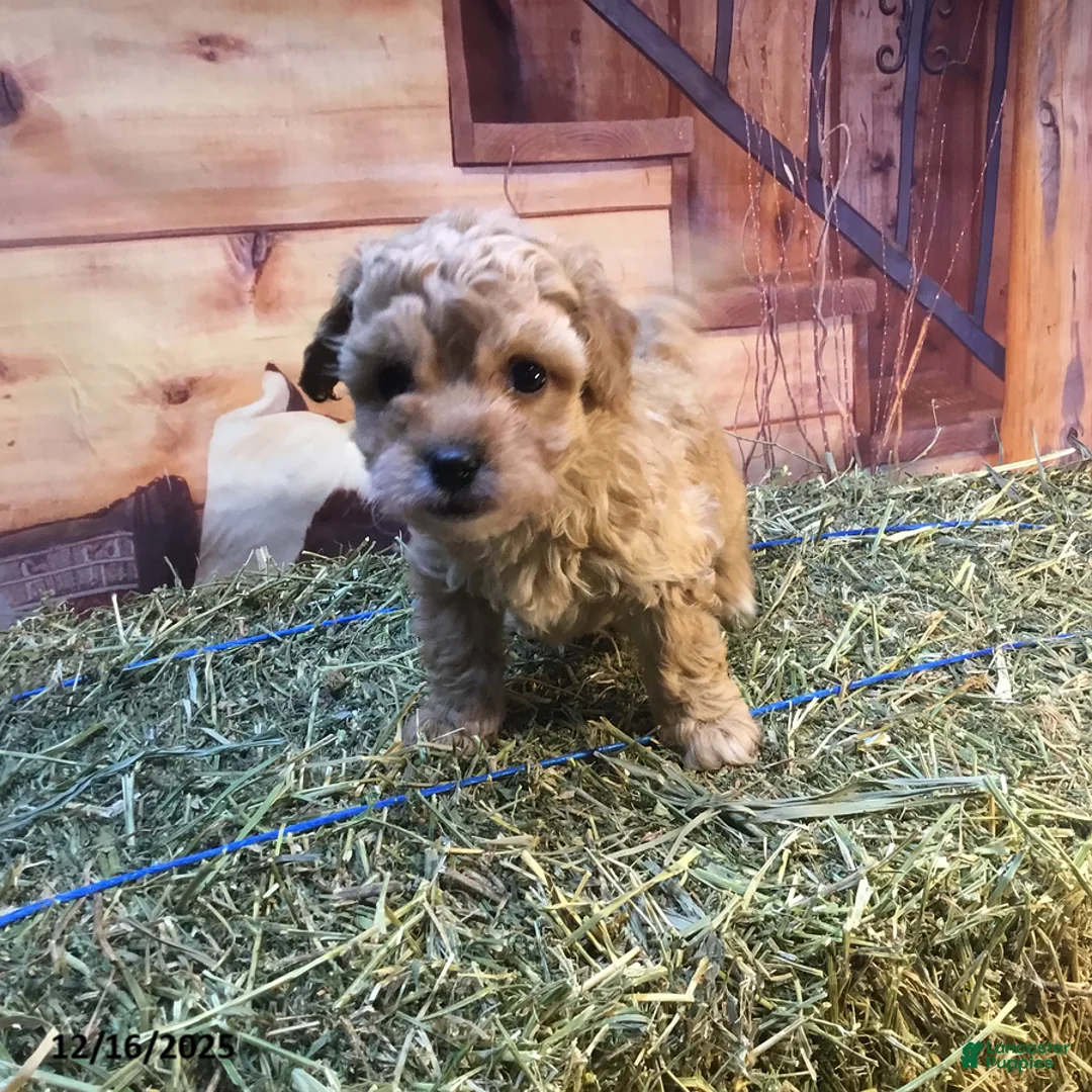 Bichpoo dogs for sale: Bonnie - Ad 6