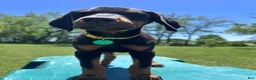 Doberman Pinscher dogs for sale: Doberman Pinscher Puppy 1 - Ad 4