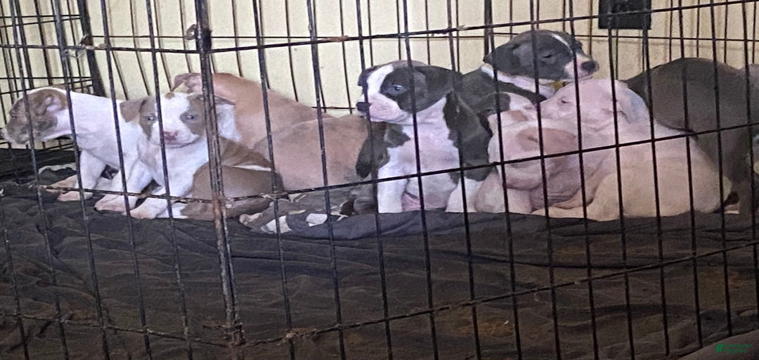 Gallery Image {{count}}