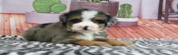 Mini Bernedoodle dogs for sale: Sarge - Ad 4