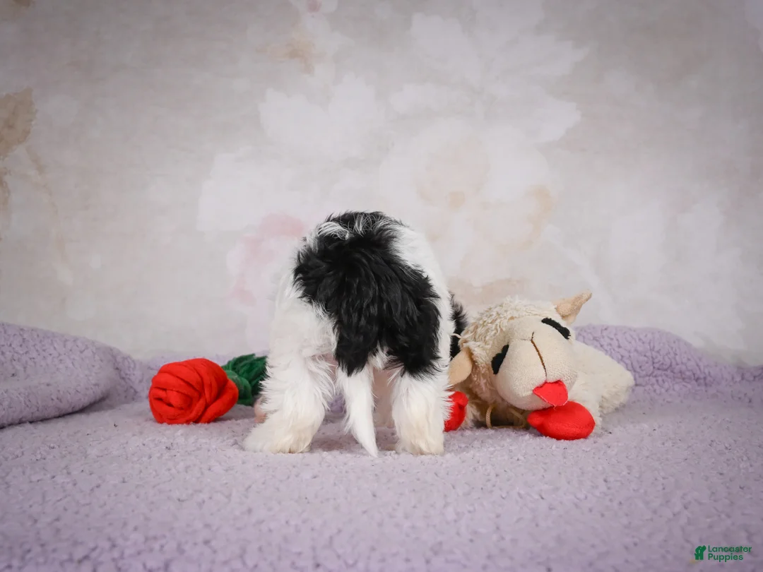 Cavapoo dogs for sale: Casey - Ad 8
