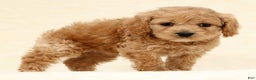 Cockapoo dogs for sale: Bonnie - Ad 4