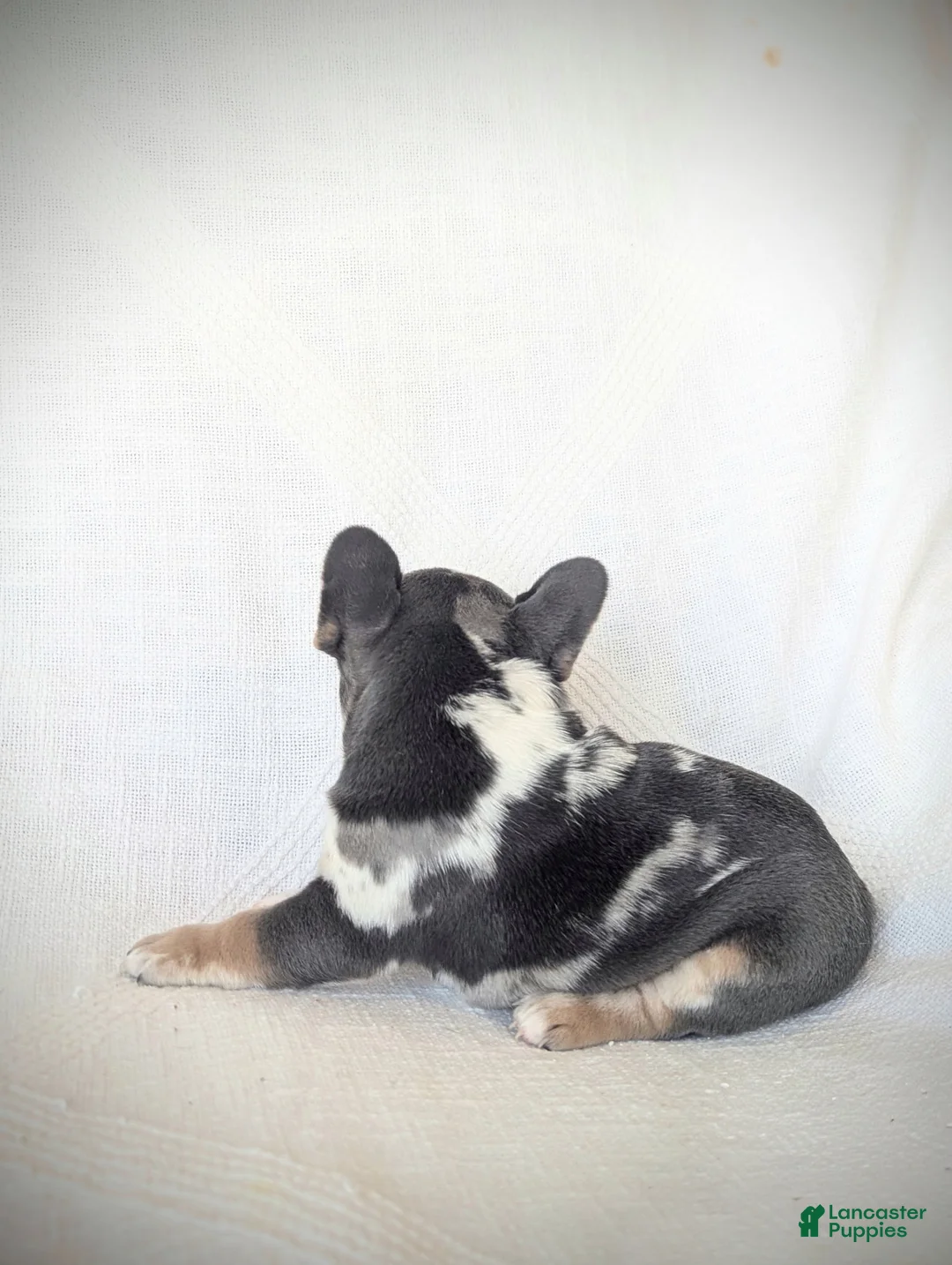 French Bulldog dogs for sale: Luna - Ad 3