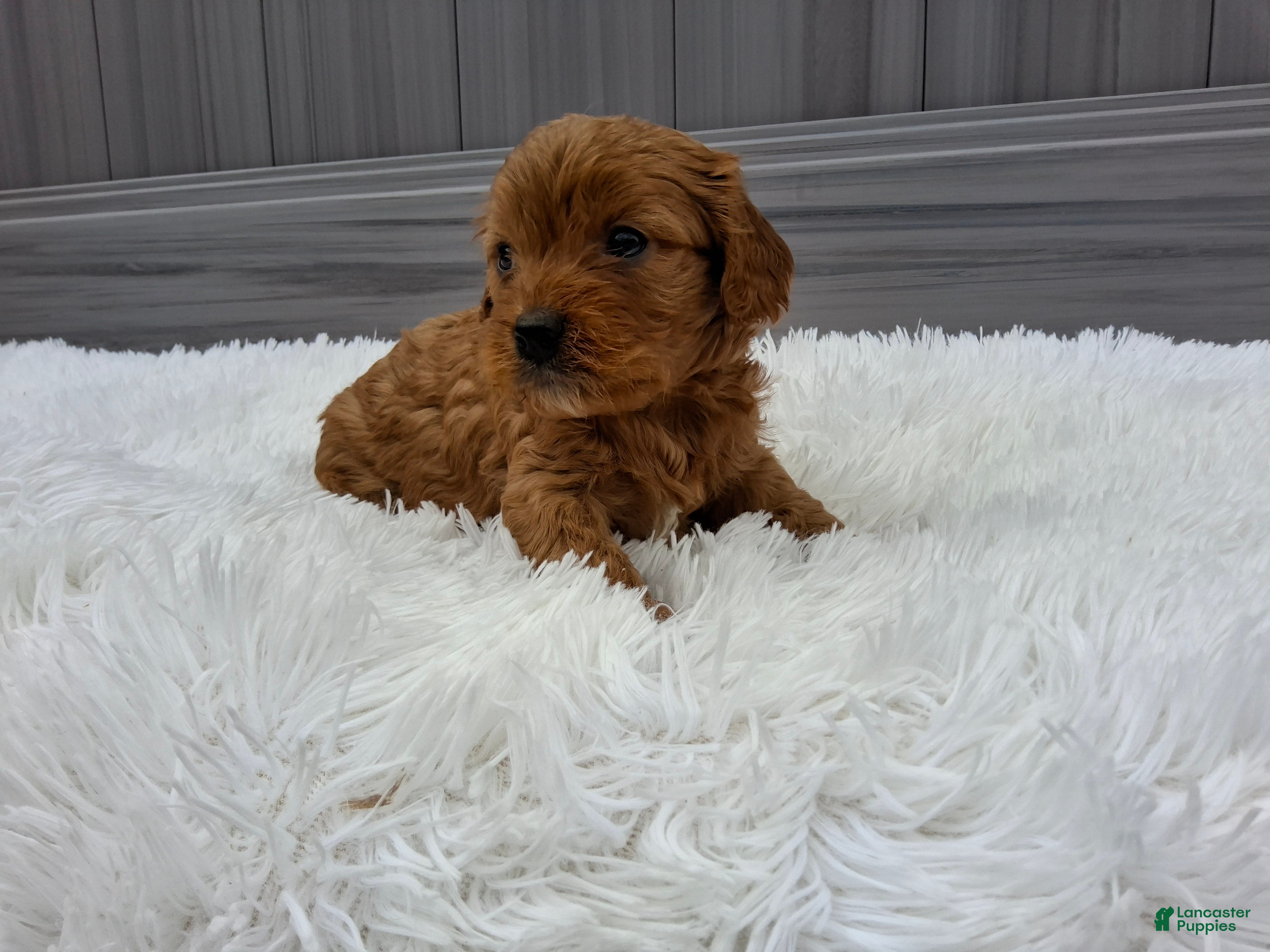 Cavapoo dogs Nellie - Ad 2