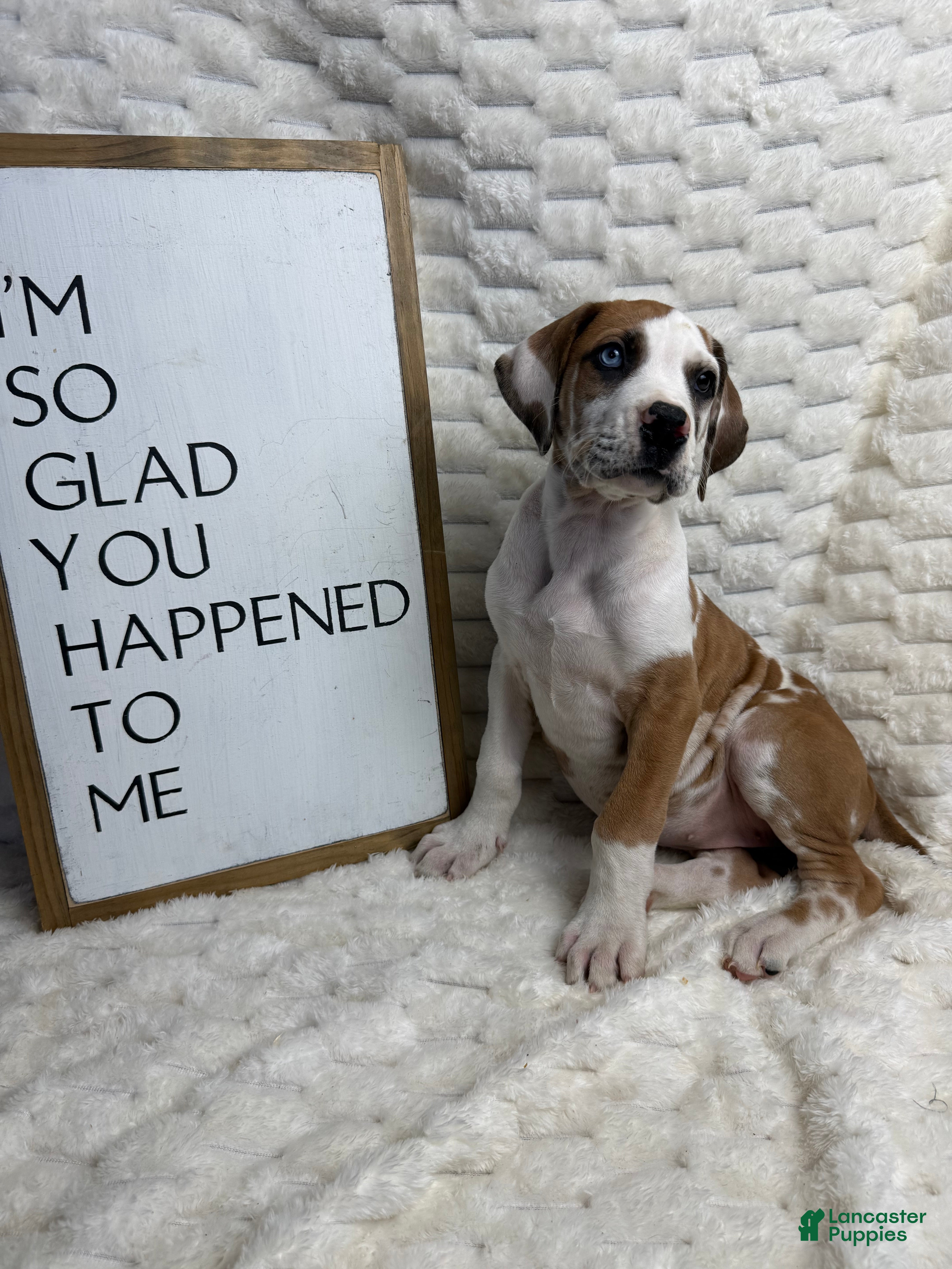 Great Dane dogs Fawnquin (Heavy Euro) - Ad 20