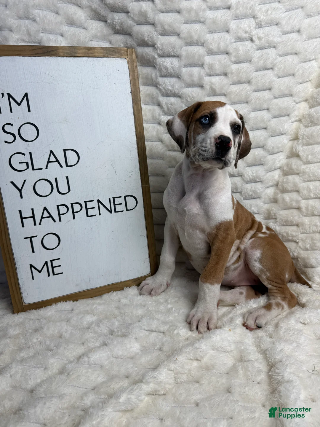 Great Dane dogs for sale: Fawnquin (Heavy Euro) - Ad 1