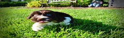 Havapoo dogs for sale: Bandit - Ad 17