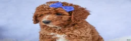 Cavapoo dogs for sale: TOBY - Ad 5