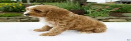 Cavapoo dogs for sale: Gus - Ad 4