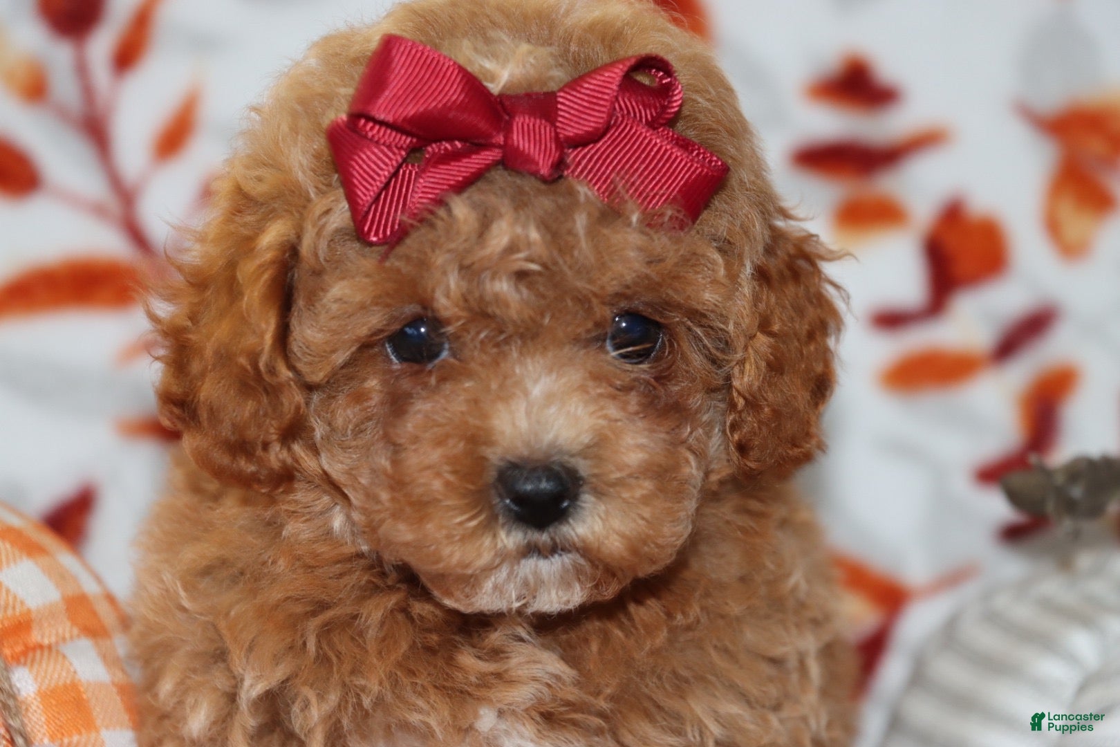 Toy Poodle dogs Polly - Ad 2