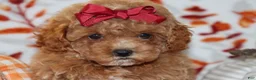 Toy Poodle dogs for sale: Polly - Ad 2