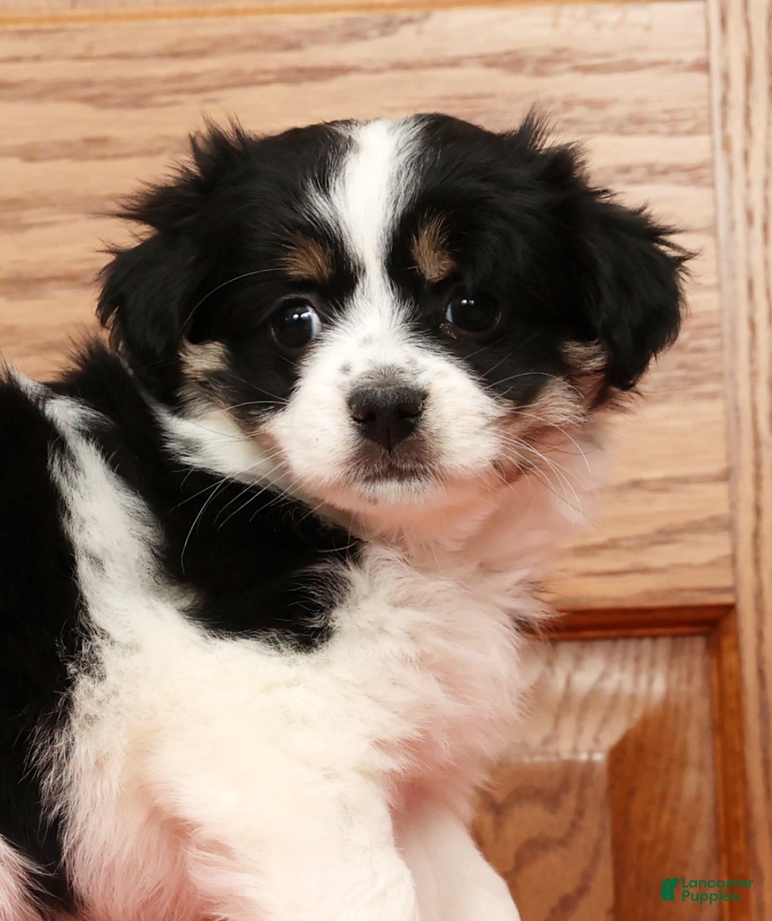 Havanese dogs for sale: Trisha - Ad 9