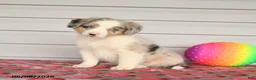 Mixed Breed dogs for sale: King - Ad 2