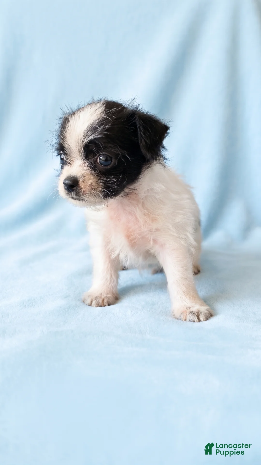 Mixed Breed dogs for sale: Oscar - Ad 3