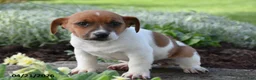 Jack Russell Terrier dogs for sale: Jilly - Ad 2