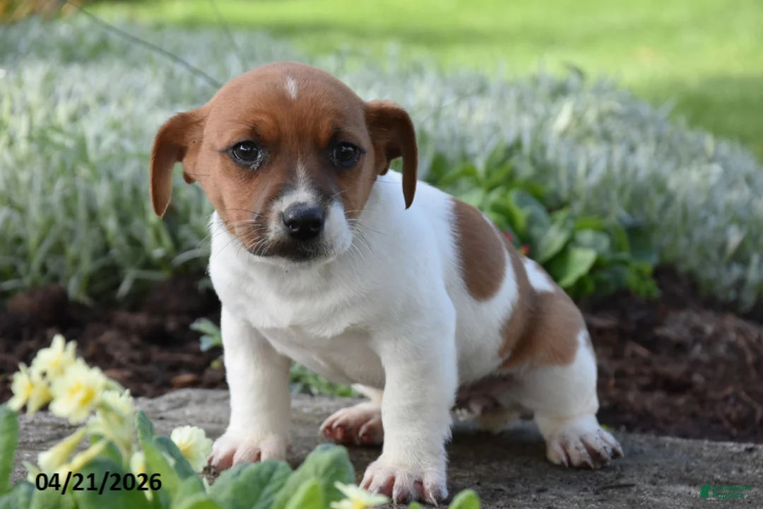 Jack Russell Terrier dogs for sale: Jilly - Ad 2