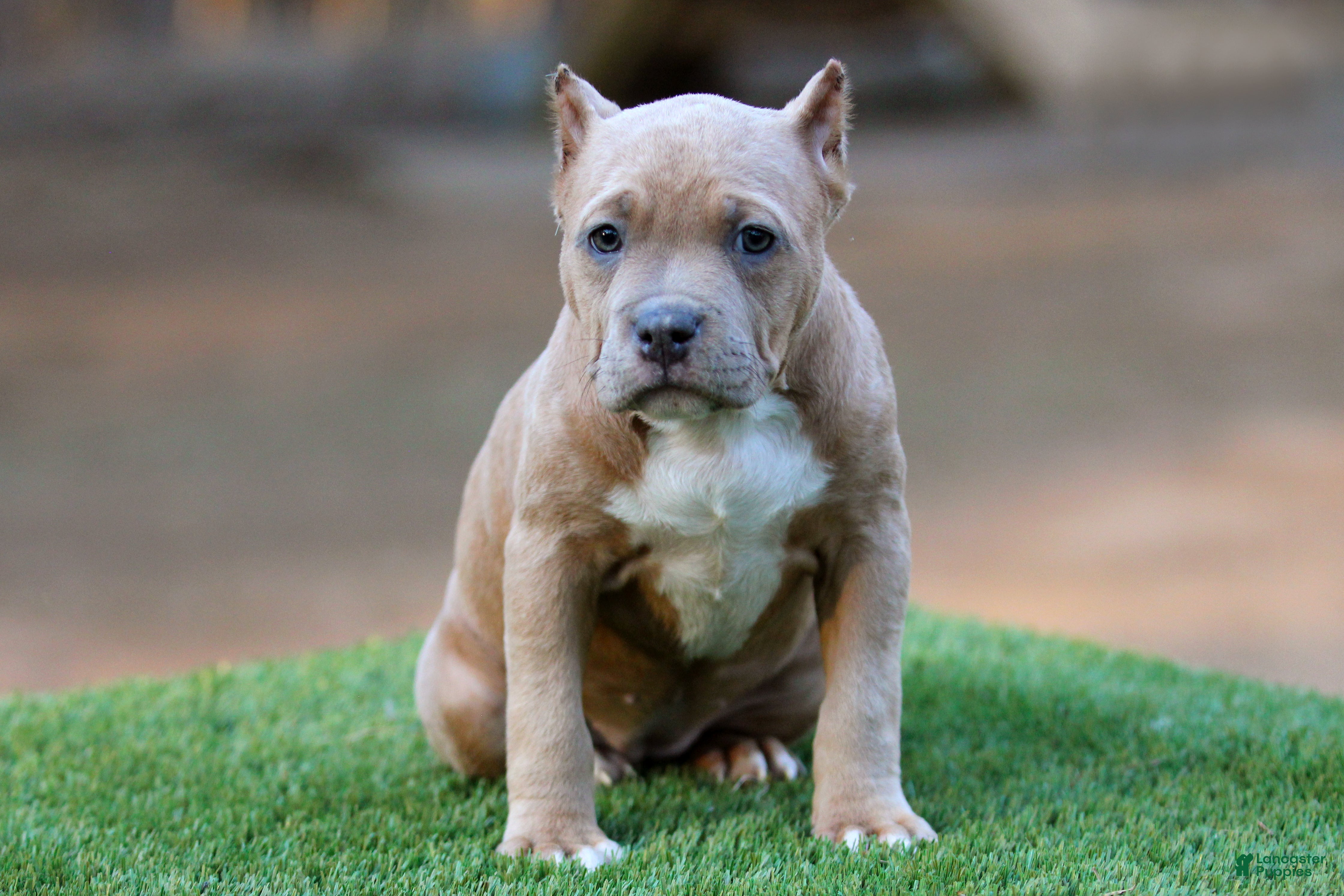 American Bully dogs Fawn Female - Ad 9