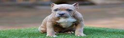 American Bully dogs for sale: Fawn Female - Ad 1