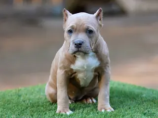 American Bully dogs Fawn Female - Ad 20