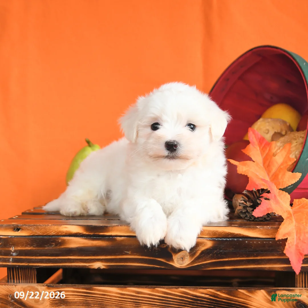 Maltese dogs for sale: Oliver - Ad 2