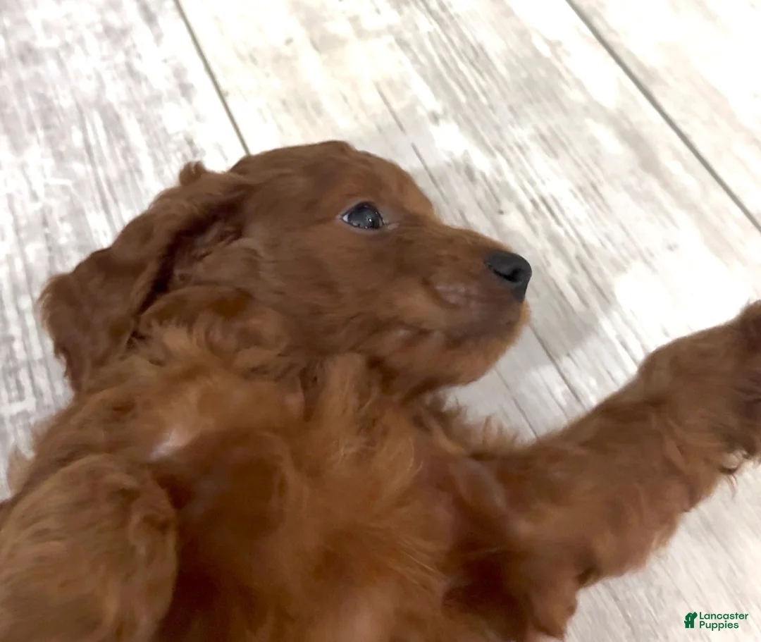 Goldendoodle dogs for sale: Goldendoodle 4 Oliver - Ad 1