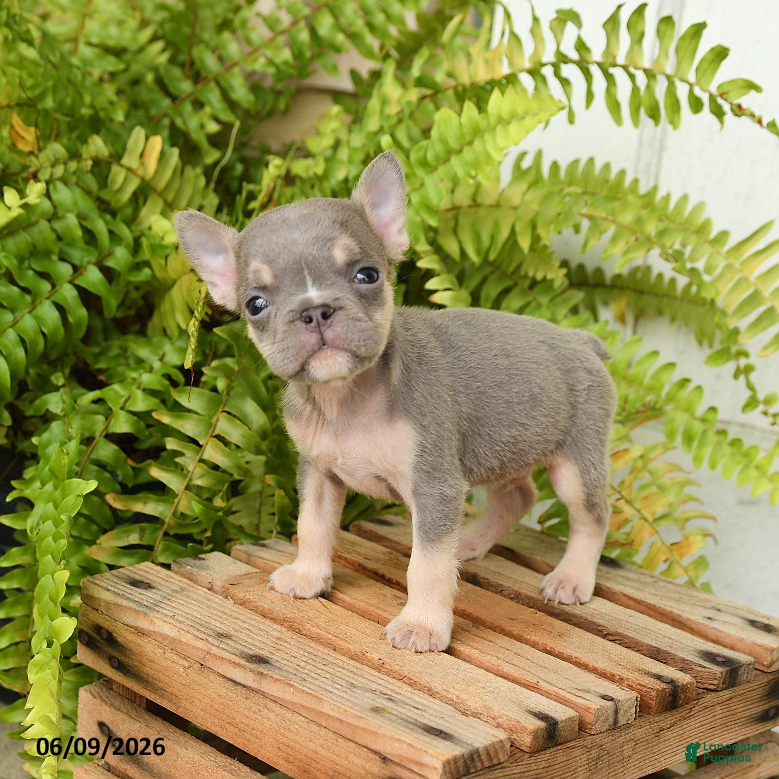French Bulldog dogs Jesse - Ad 1