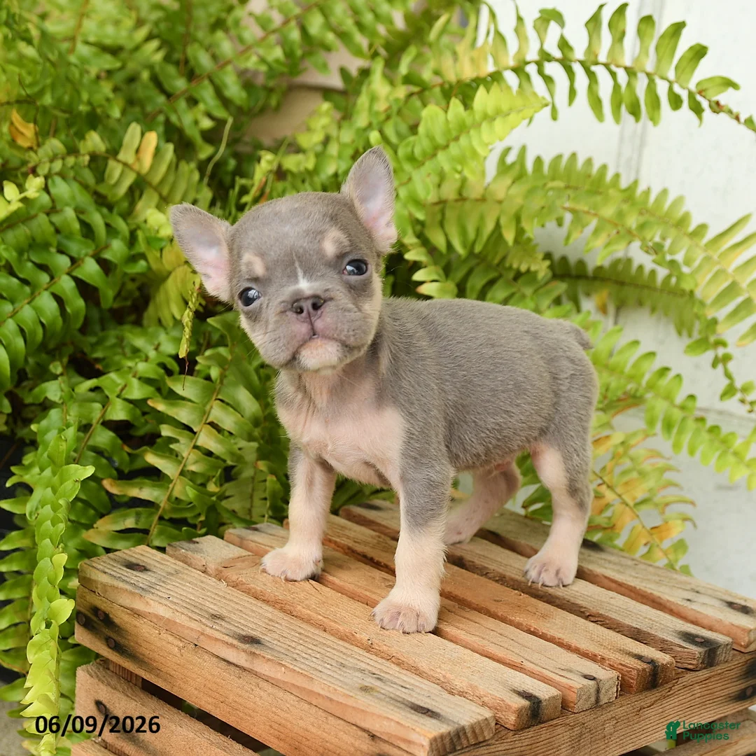 French Bulldog dogs for sale: Jesse - Ad 1