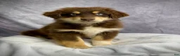 Australian Shepherd dogs for sale: Australian Shepherd Teddy Bear - Ad 7