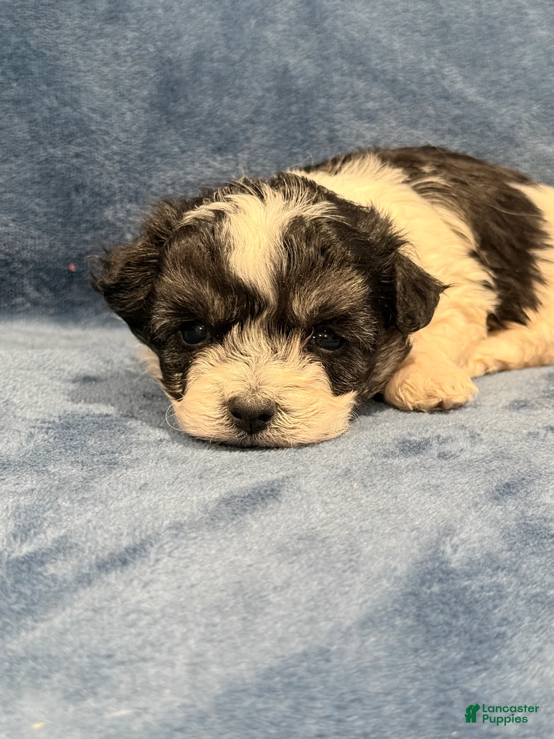 Maltipoo dogs for sale: Maltipoo Puppy 1 - Ad 2