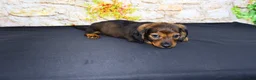 Miniature Dachshund dogs for sale: Lizz - Ad 11