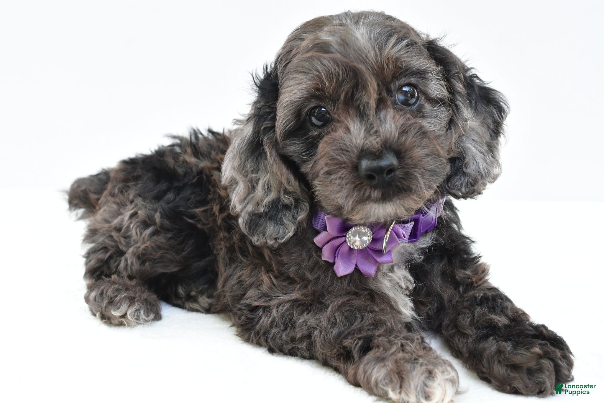 Cockapoo dogs Orla - Ad 1
