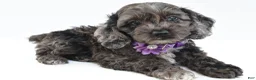 Cockapoo dogs for sale: Orla - Ad 1