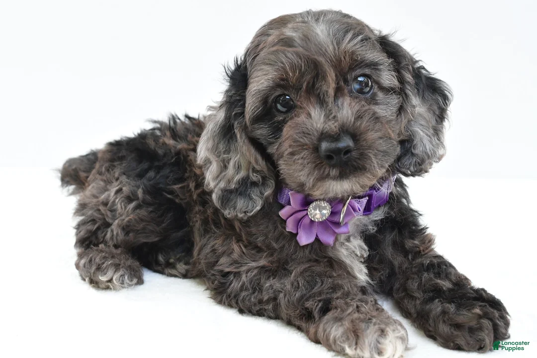 Cockapoo dogs for sale: Orla - Ad 1