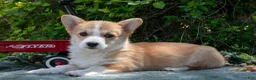 Welsh Corgi Pembroke dogs for sale: Button - Ad 1