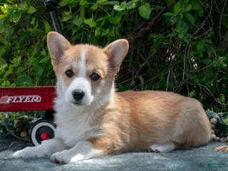 Welsh Corgi Pembroke dogs for sale: Button - Ad 2