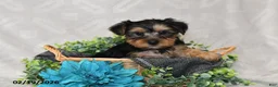 Yorkshire Terrier dogs for sale: Ricky  - Ad 1