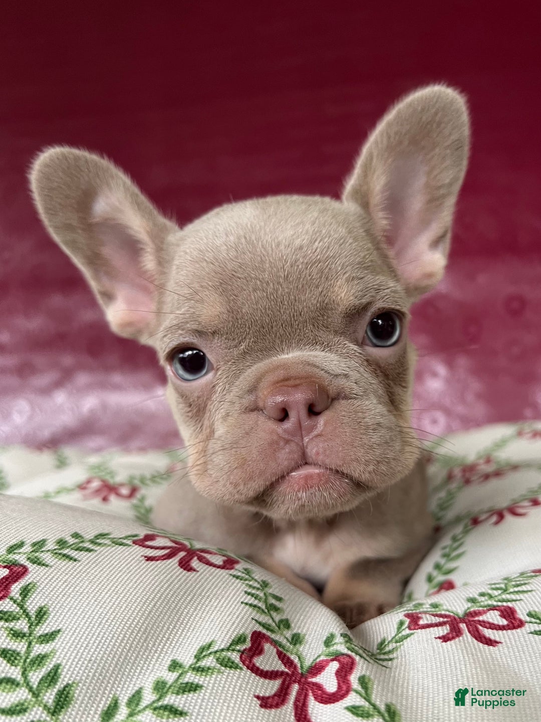 French Bulldog dogs for sale: Reese’s Akc - Ad 10