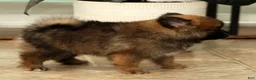 Pomeranian dogs for sale: Mandy - Ad 7
